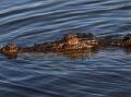The public have been warned to expect crocodiles in northern and far northern Queensland waterways. (Dean Lewins/AAP PHOTOS)