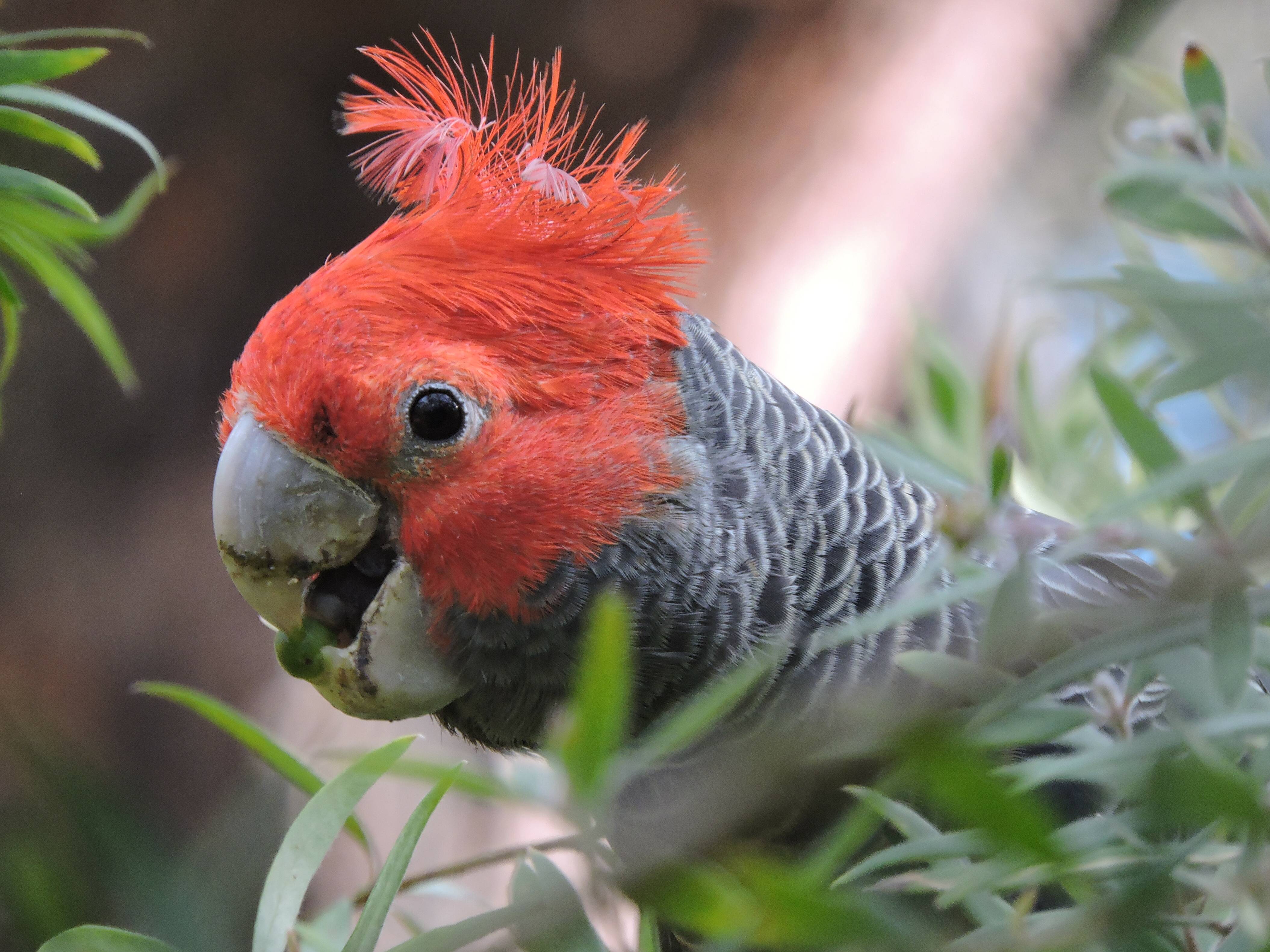 Blue Mountains birds recognised in bird of the year poll