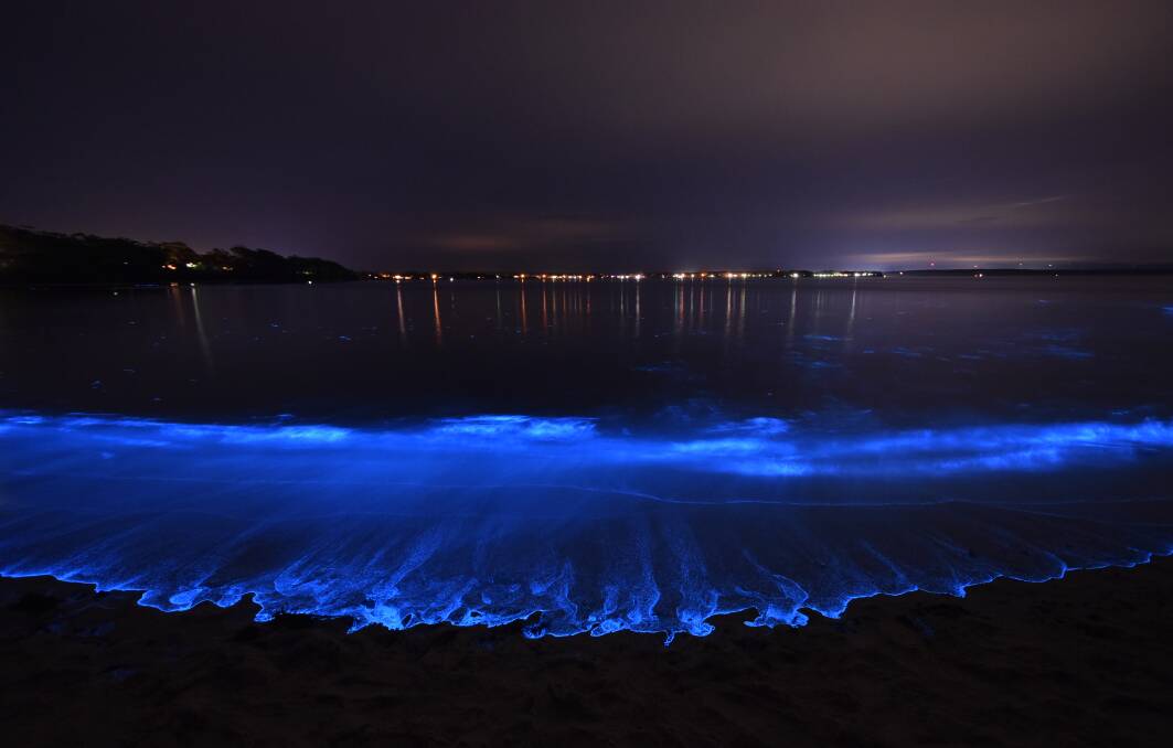Jervis Bay at its best as bioluminescence puts on a show Blue