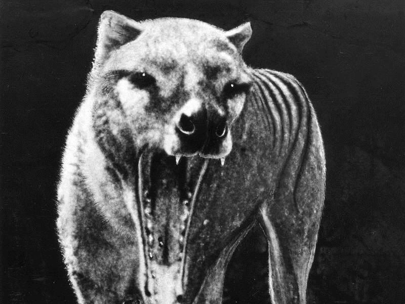 New footage shows lastknown thylacine Blue Mountains Gazette